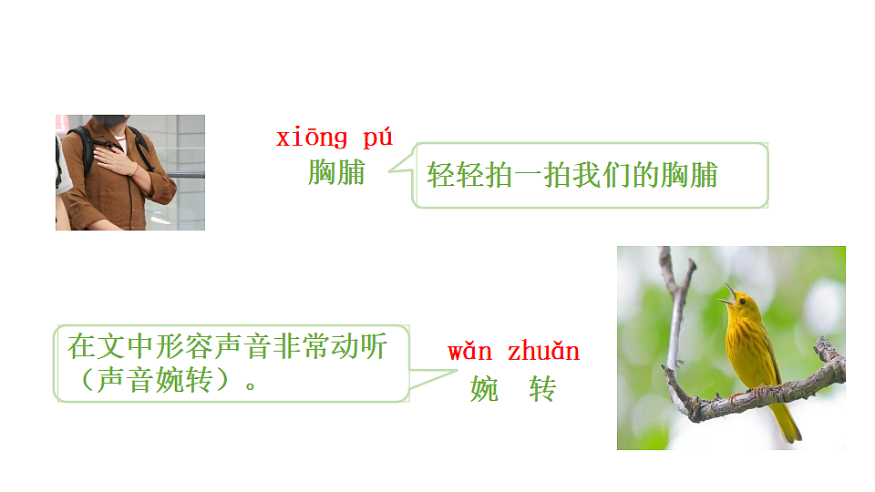 20 灰雀 课件2025-2026学年度统编版语文三年级下册第8页