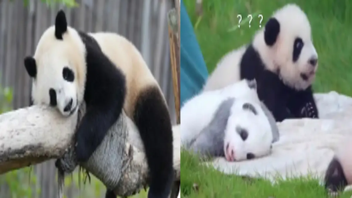 第七单元习作:国宝大熊猫 课件2025-2026学年度统编版语文三年级下册第6页