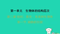 初中生物冀少版（2024）七年级上册（2024）细胞的分裂习题ppt课件