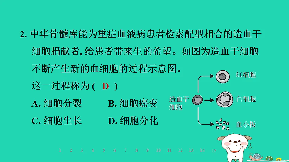 2025七年级生物上册第一单元生物体的结构层次第二章组织器官系统和生物体第二节组织的形成习题课件冀少版(含答案)第4页
