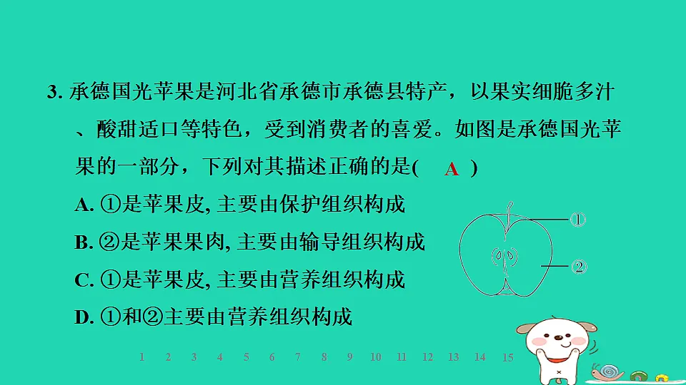 2025七年级生物上册第一单元生物体的结构层次第二章组织器官系统和生物体第二节组织的形成习题课件冀少版(含答案)第5页