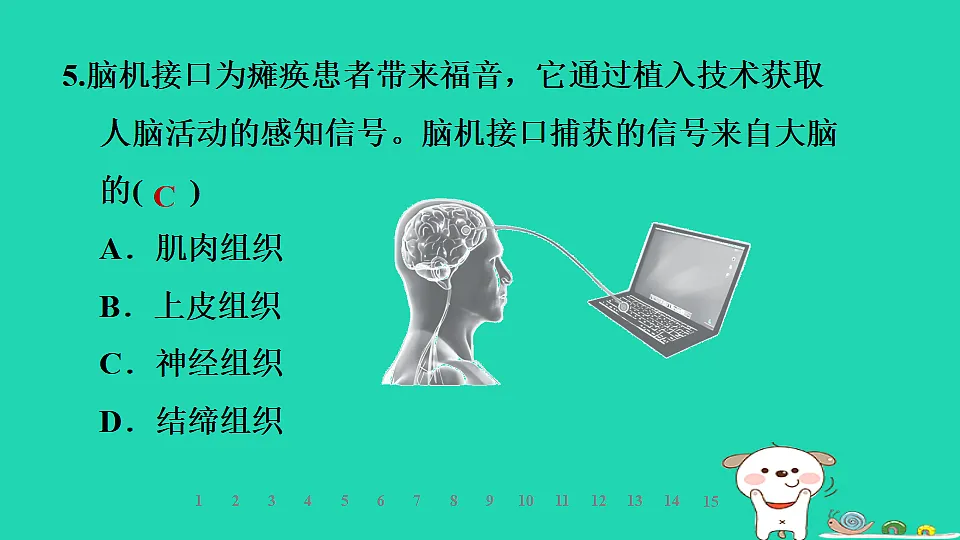 2025七年级生物上册第一单元生物体的结构层次第二章组织器官系统和生物体第二节组织的形成习题课件冀少版(含答案)第7页