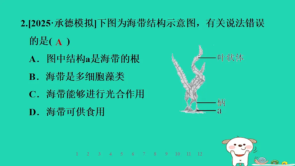 2025七年级生物上册第二单元生物的多样性第一章藻类植物和动物第一节藻类习题课件冀少版(含答案)第3页