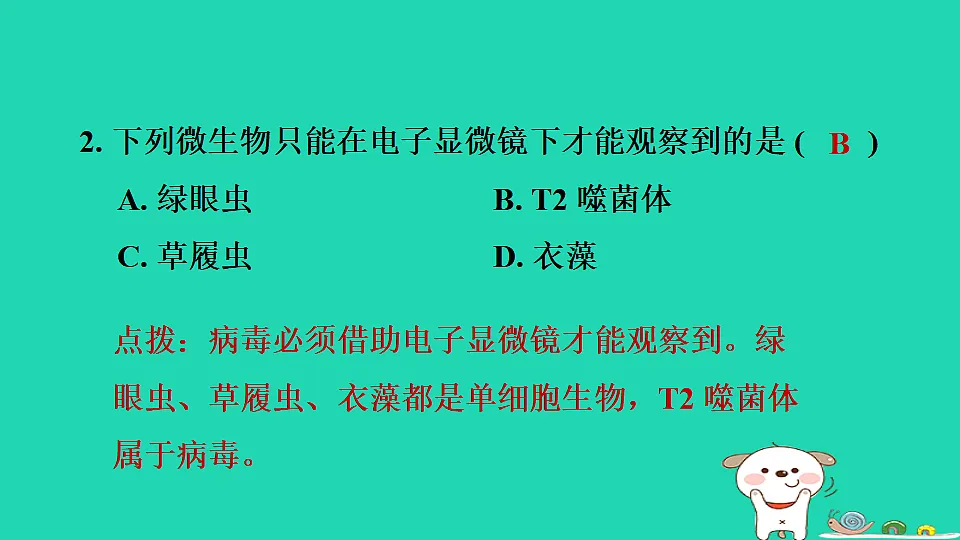 2025七年级生物上册第二单元生物的多样性第二章微生物第一节病毒习题课件冀少版(含答案)第4页