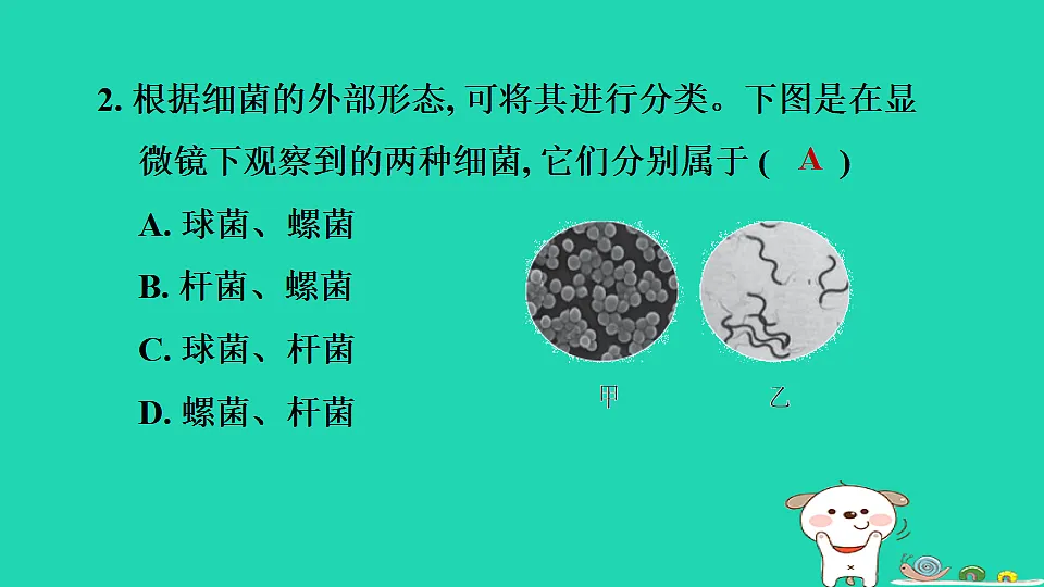2025七年级生物上册第二单元生物的多样性第二章微生物第二节细菌习题课件冀少版(含答案)第4页