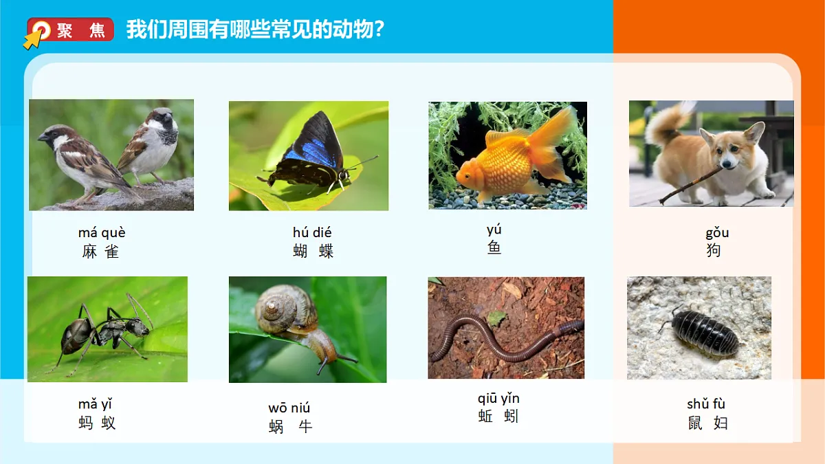 2026年教科版一年级科学下册 2-1《我们周围的动物》课件第2页