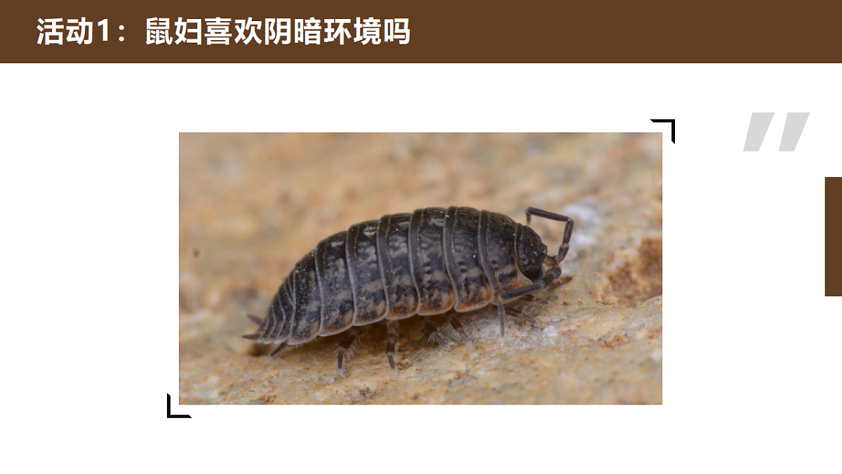 人教鄂教版小学科学六年级下册 2 动物对环境的适应 课件第3页