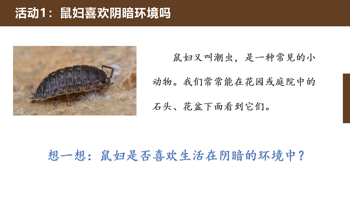 人教鄂教版小学科学六年级下册 2 动物对环境的适应 课件第4页