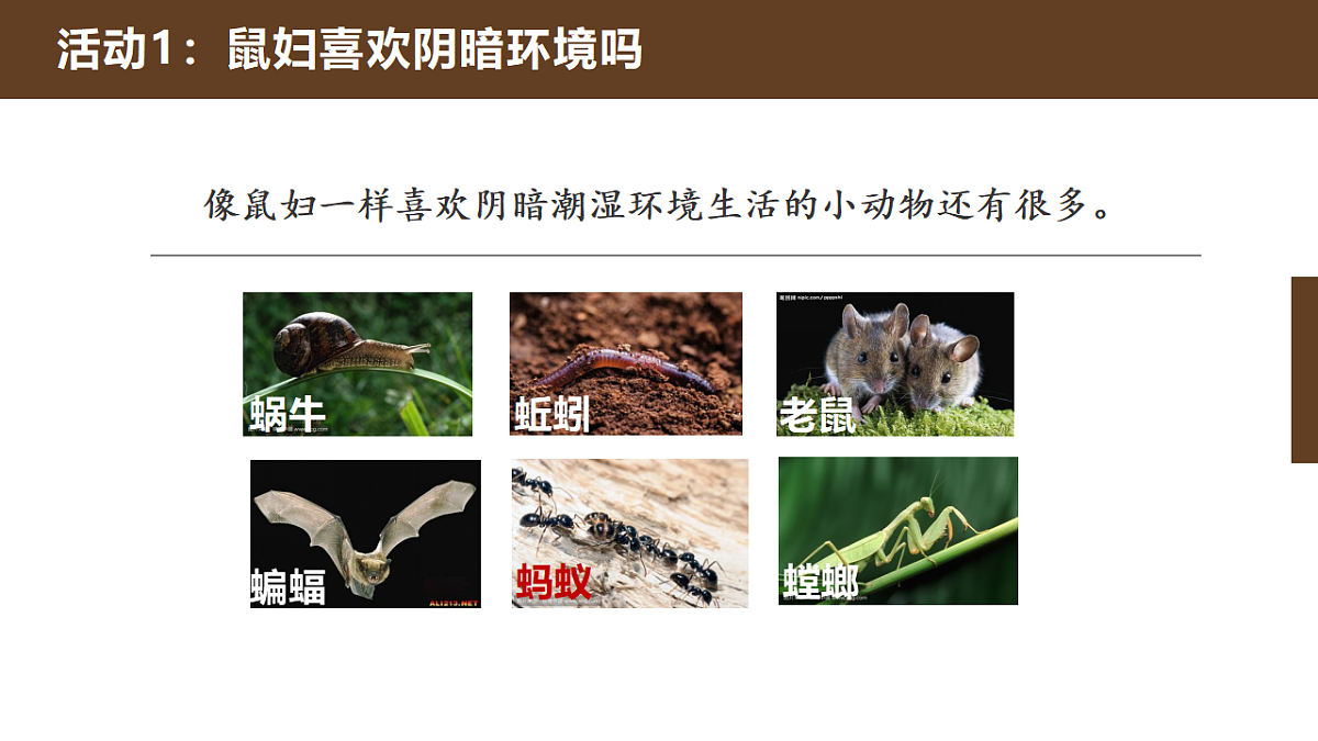 人教鄂教版小学科学六年级下册 2 动物对环境的适应 课件第8页
