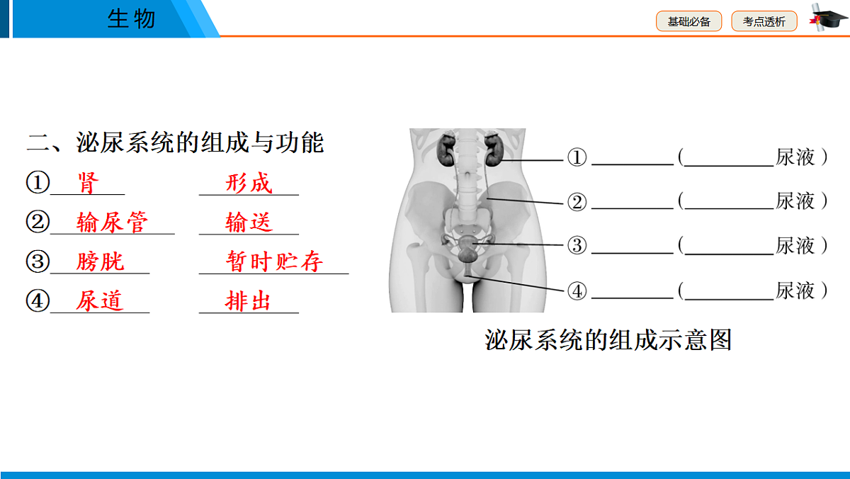 中考生物学一轮专题复习课件(人教版)5.4 人体代谢废物的排出第3页