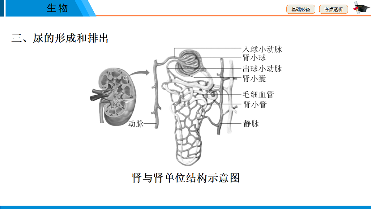 中考生物学一轮专题复习课件(人教版)5.4 人体代谢废物的排出第4页