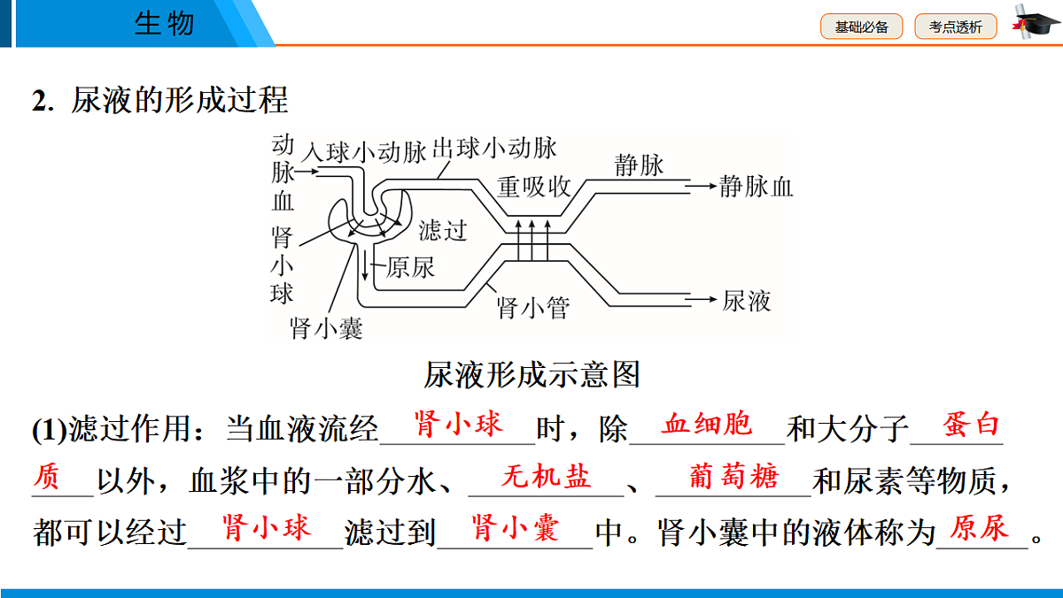 中考生物学一轮专题复习课件(人教版)5.4 人体代谢废物的排出第6页