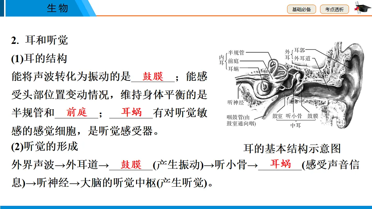 中考生物学一轮专题复习课件(人教版)5.5 人体通过神经系统和内分泌系统调节生命活动、健康地度过青春期第6页