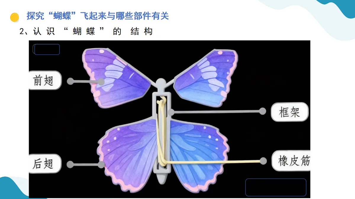 7、蝴蝶飞起来 小学科学 苏教版(2024) 二年级下册 课件第6页