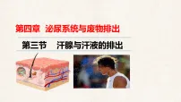 冀少版（2024）七年级下册（2024）汗腺与汗液的排出教学课件ppt