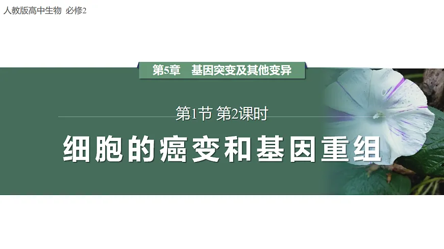 【同步授课课件】人教版高中生物必修二 遗传与进化5.1.2 细胞癌变和基因重组第1页