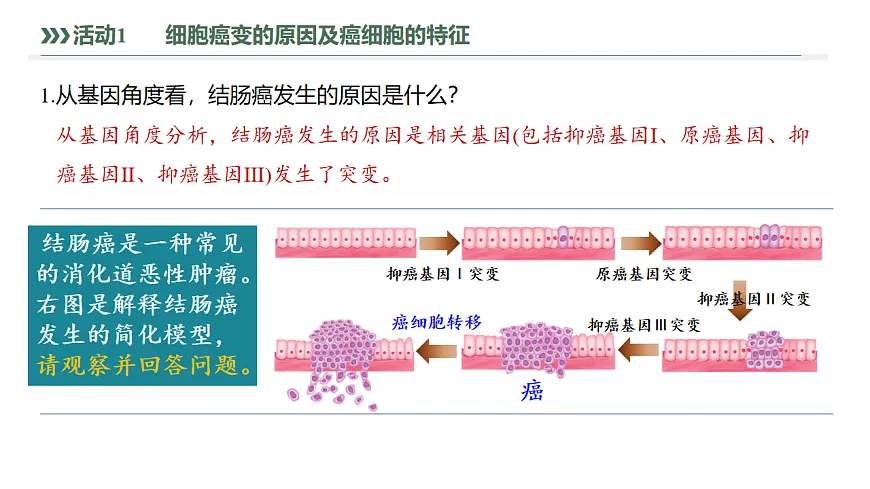 【同步授课课件】人教版高中生物必修二 遗传与进化5.1.2 细胞癌变和基因重组第6页
