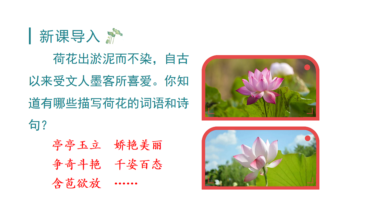 小学语文新部编版三年级下册第一单元3 荷花教学课件(2026春新版)第1页