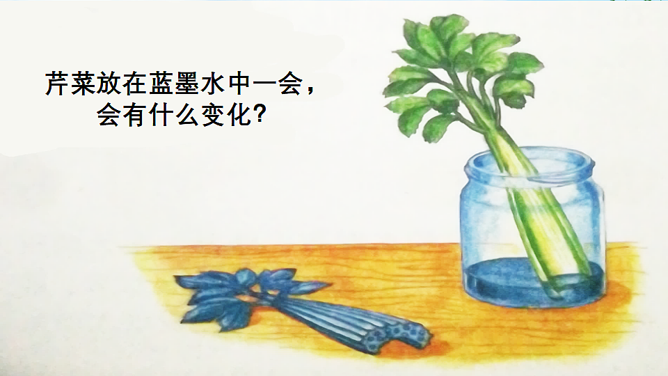 【核心素养】部编版小学语文三年级下册 第三单元习作:我做了一项小实验 课件第6页