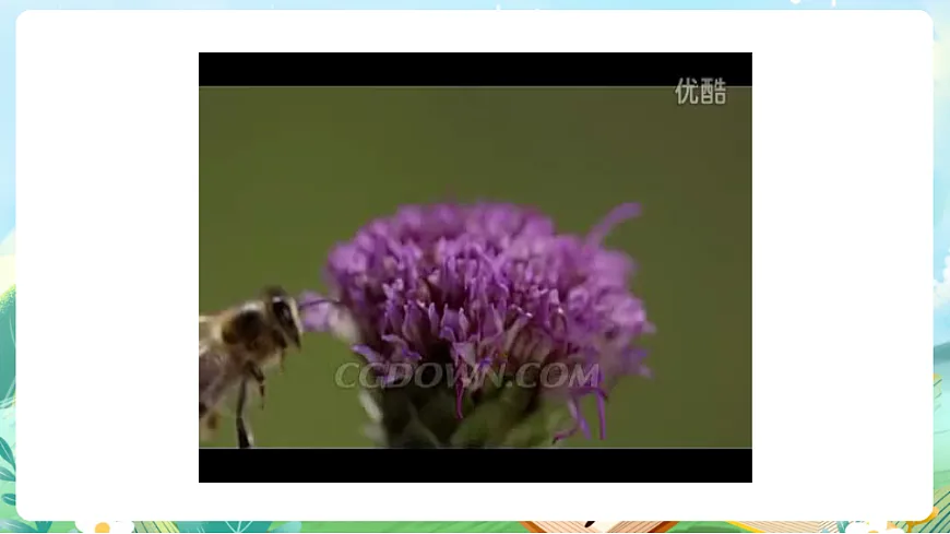 【核心素养】部编版小学语文三年级下册 10 石蜂 课件第1页