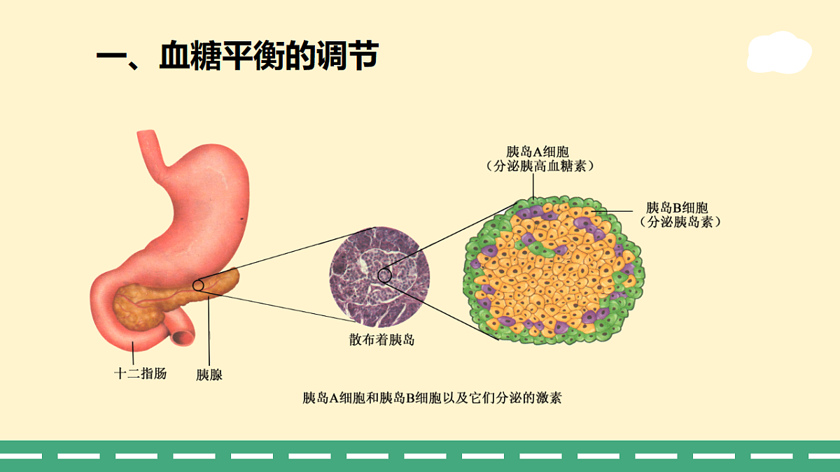 3.2 激素调节的过程-课件-2025-2026学年高二上学期《生物》(人教版)选择性必修1第5页
