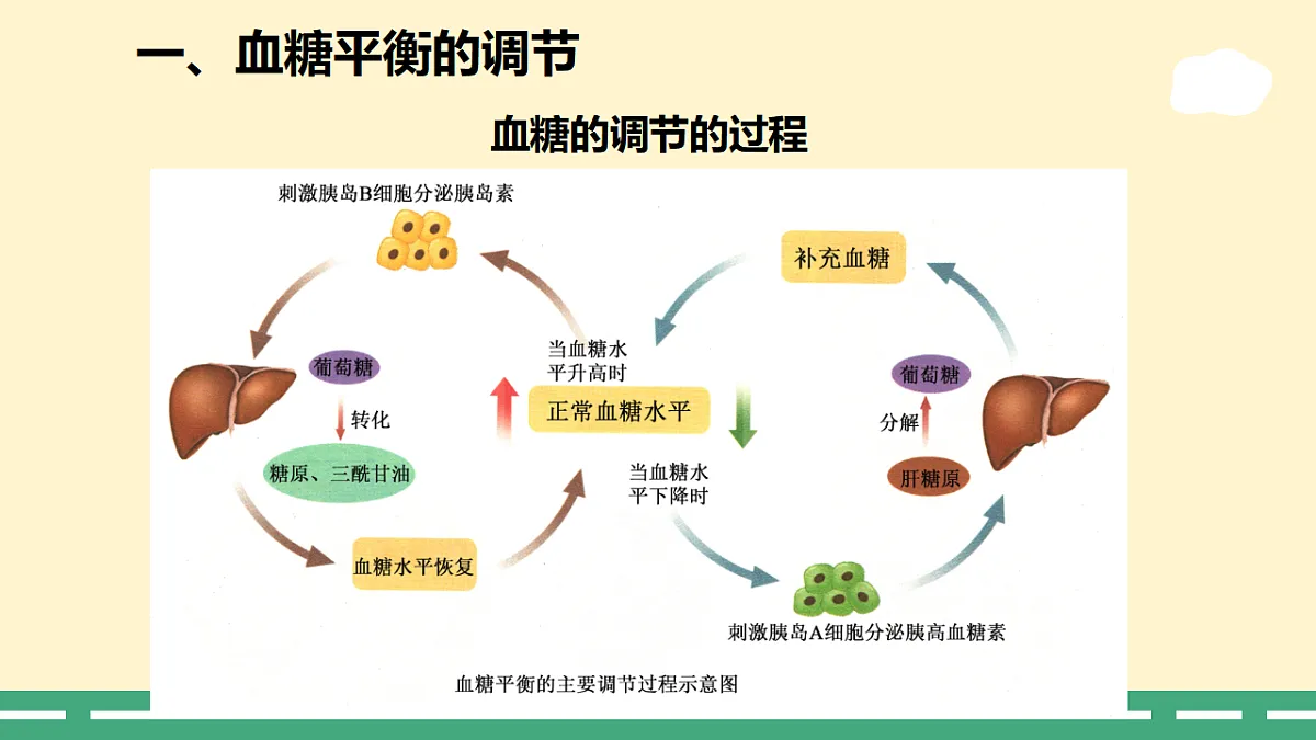 3.2 激素调节的过程-课件-2025-2026学年高二上学期《生物》(人教版)选择性必修1第7页