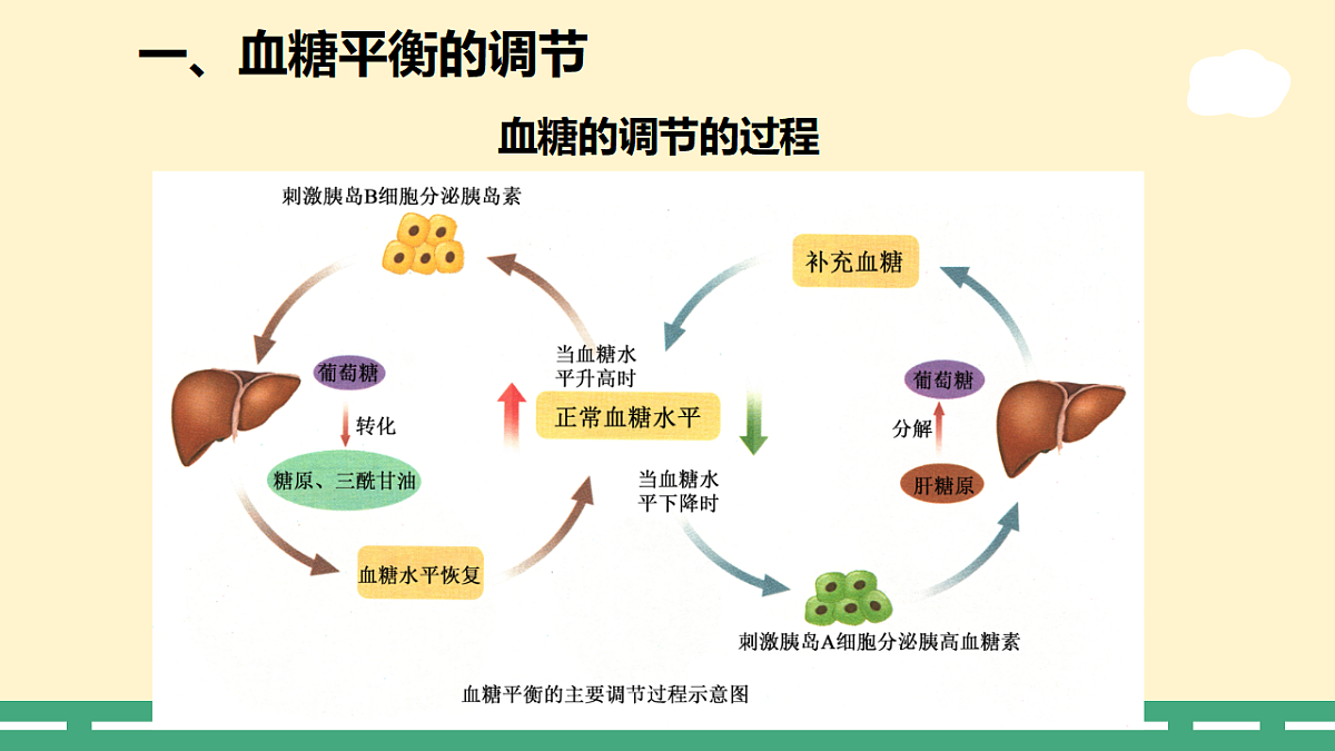 3.2 激素调节的过程-课件-2025-2026学年高二上学期《生物》(人教版)选择性必修1第7页