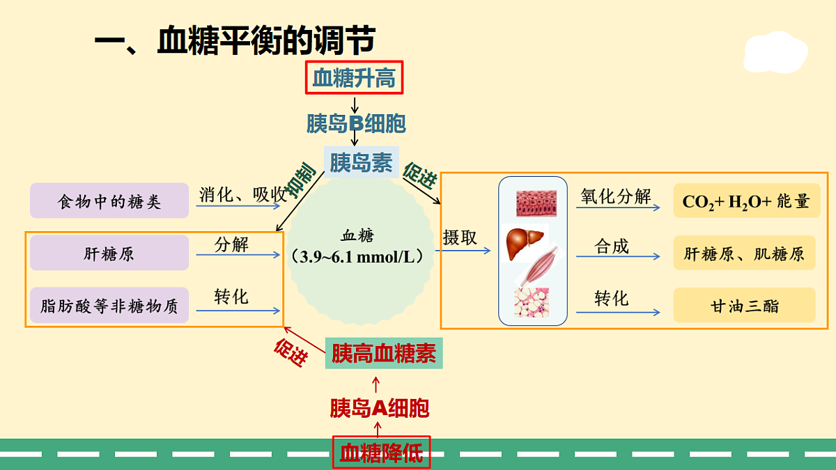 3.2 激素调节的过程-课件-2025-2026学年高二上学期《生物》(人教版)选择性必修1第8页