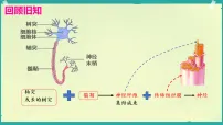初中生物济南版（2024）八年级上册（2024）第三节 反射是神经调节的基本方式课文ppt课件