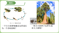 生物七年级上册（2024）细胞通过分裂和分化形成不同组织课文配套ppt课件