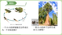 生物七年级上册（2024）细胞通过分裂和分化形成不同组织课文配套ppt课件