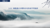 生物七年级上册（2024）细胞通过分裂和分化形成不同组织课前预习ppt课件
