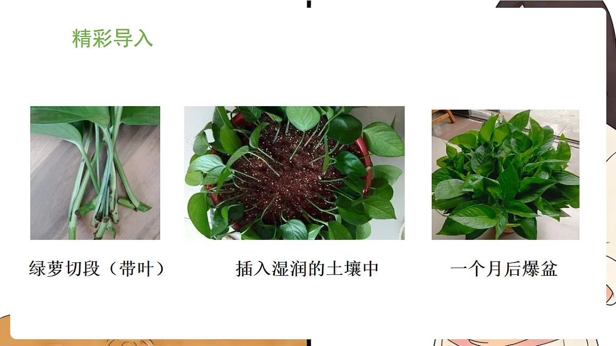 冀少版(2024)生物八年级下册 6.1.2 无性生殖 (课件)第2页