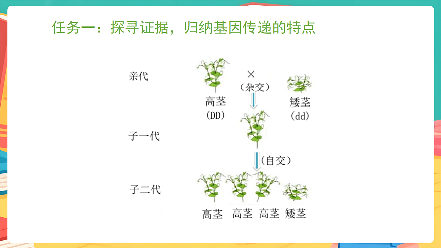 冀少版(2024)生物八年级下册 6.2.3 基因的传递 第1课时 (课件)第3页