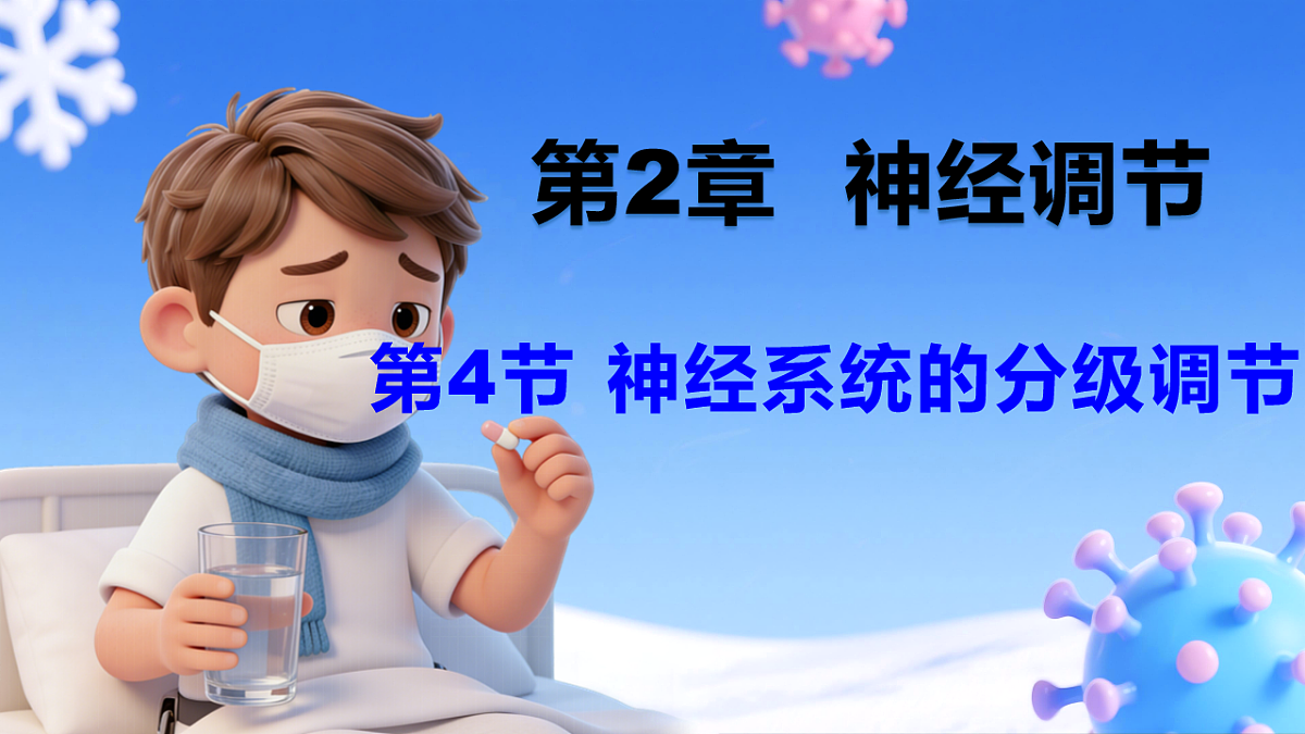 2.4 神经系统的分级调节--课件-2025-2026学年高中生物选择性必修1人教版(2019)第1页