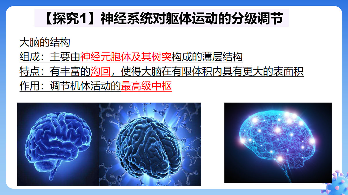 2.4 神经系统的分级调节--课件-2025-2026学年高中生物选择性必修1人教版(2019)第3页