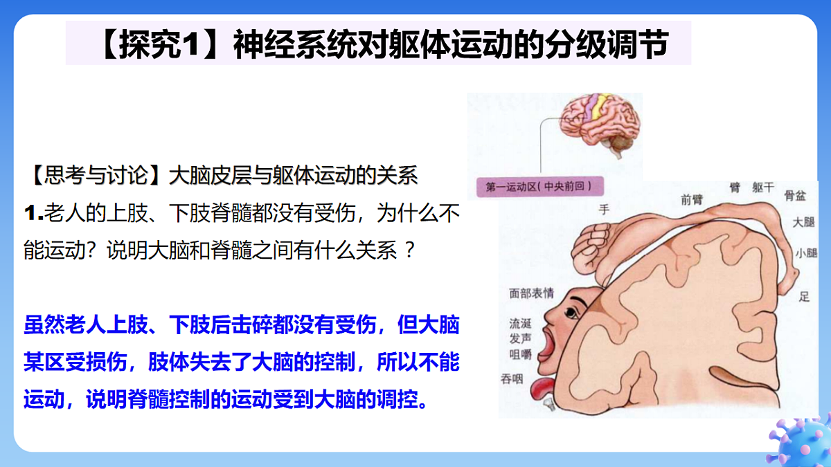 2.4 神经系统的分级调节--课件-2025-2026学年高中生物选择性必修1人教版(2019)第4页