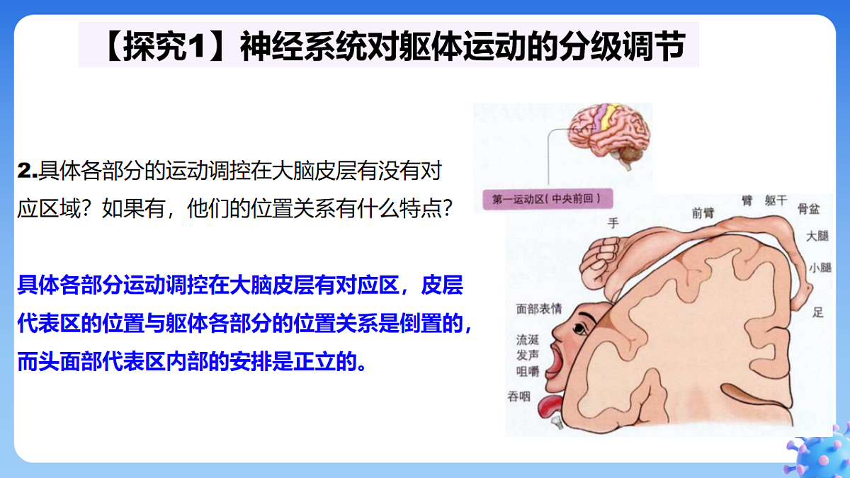 2.4 神经系统的分级调节--课件-2025-2026学年高中生物选择性必修1人教版(2019)第5页