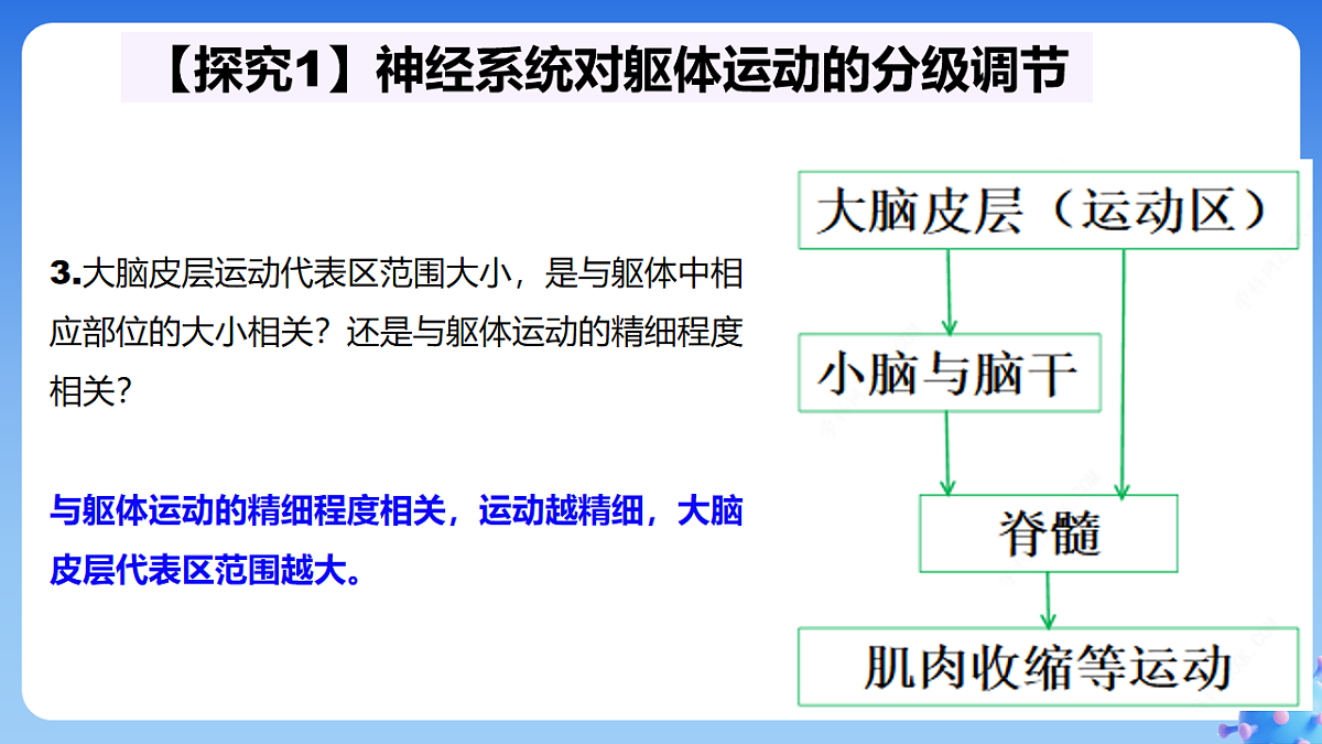 2.4 神经系统的分级调节--课件-2025-2026学年高中生物选择性必修1人教版(2019)第6页