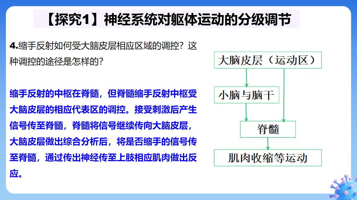 2.4 神经系统的分级调节--课件-2025-2026学年高中生物选择性必修1人教版(2019)第7页