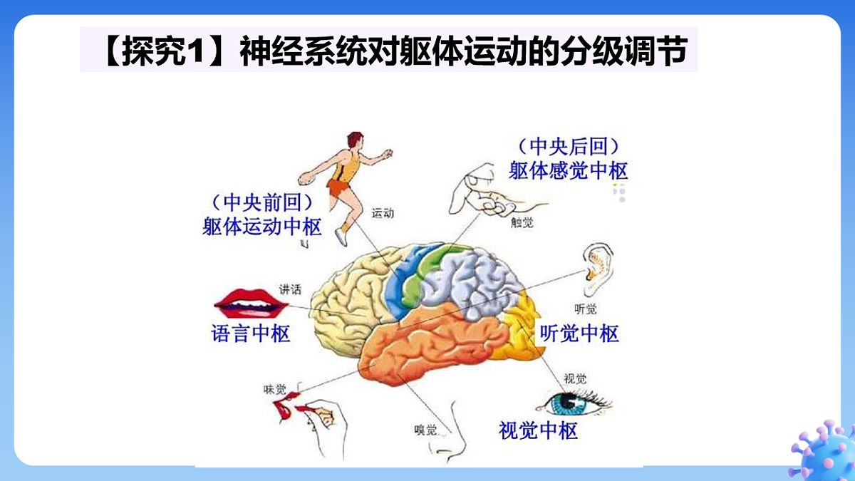 2.4 神经系统的分级调节--课件-2025-2026学年高中生物选择性必修1人教版(2019)第8页