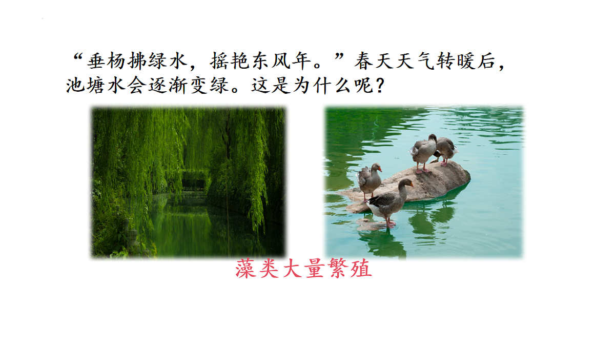 初中 生物 济南版(2024) 七年级上册2.1.1 藻类、苔藓和蕨类植物能用孢子繁殖后代 课件第4页