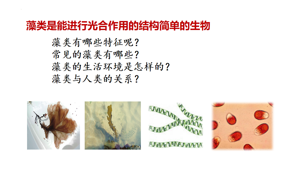 初中 生物 济南版(2024) 七年级上册2.1.1 藻类、苔藓和蕨类植物能用孢子繁殖后代 课件第5页