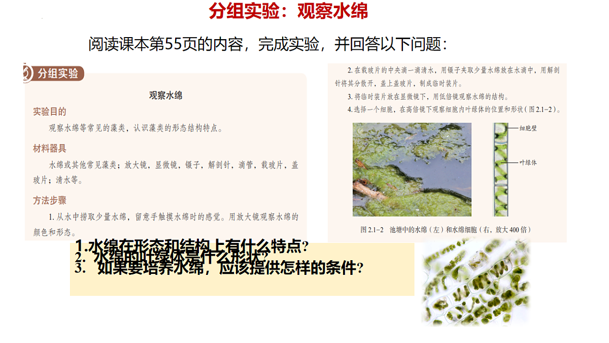 初中 生物 济南版(2024) 七年级上册2.1.1 藻类、苔藓和蕨类植物能用孢子繁殖后代 课件第6页