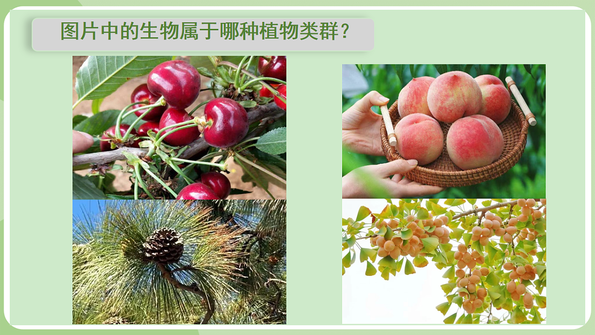 初中 生物 济南版(2024) 七年级上册2.1.2 裸子植物和被子植物能用种子繁殖后代 课件第2页