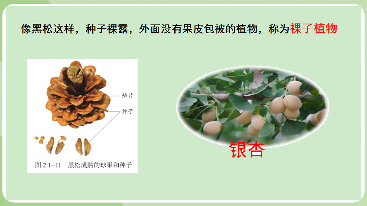 初中 生物 济南版(2024) 七年级上册2.1.2 裸子植物和被子植物能用种子繁殖后代 课件第7页