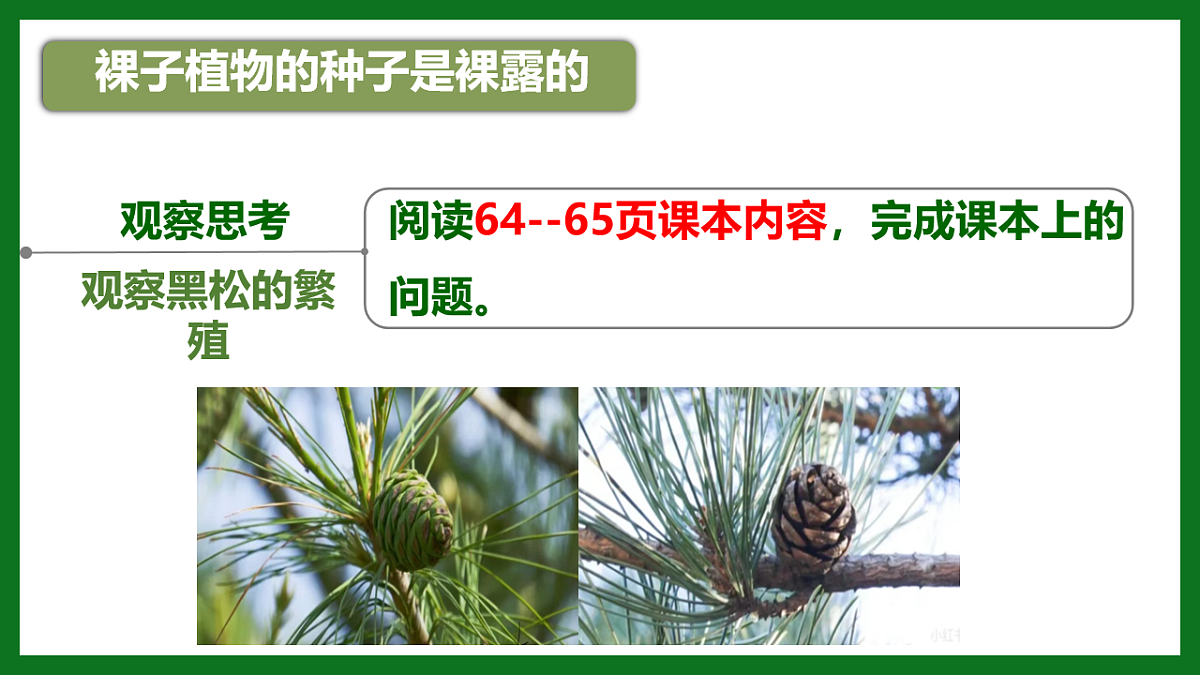 初中 生物 济南版(2024) 七年级上册2.1.2 裸子植物和被子植物能用种子繁殖后代 课件第5页