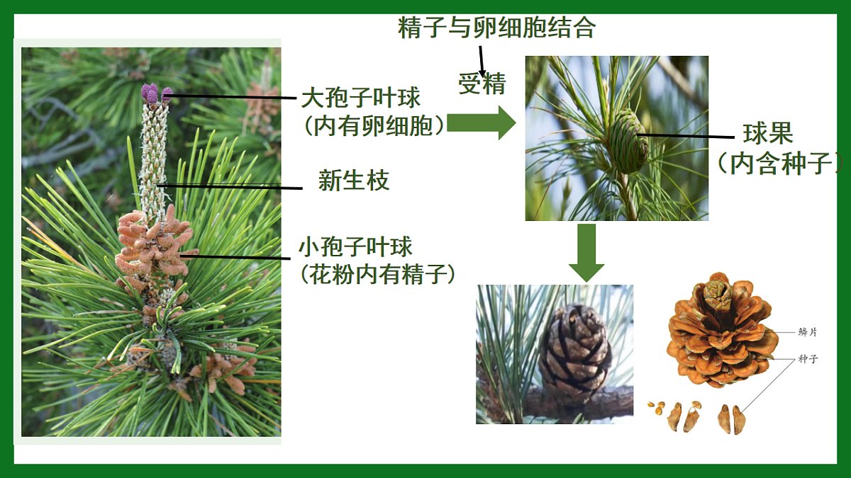 初中 生物 济南版(2024) 七年级上册2.1.2 裸子植物和被子植物能用种子繁殖后代 课件第6页