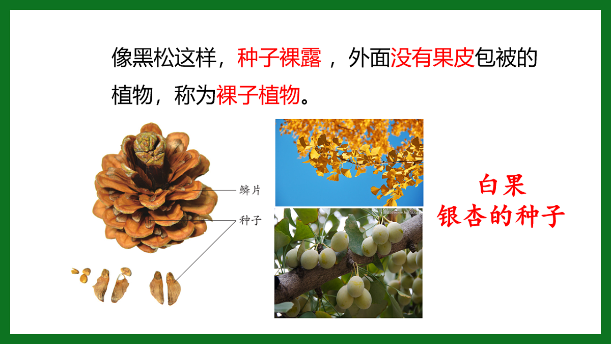 初中 生物 济南版(2024) 七年级上册2.1.2 裸子植物和被子植物能用种子繁殖后代 课件第8页