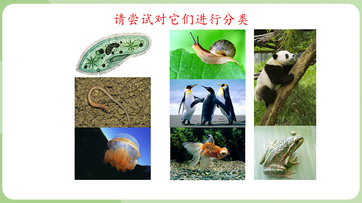 初中 生物 济南版(2024) 七年级上册2.2.1 无脊椎动物体内没有脊柱 课件第1页